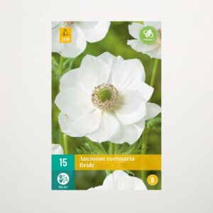 Anemone 'Bride' - 15 Knollen