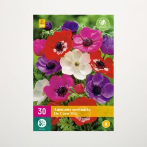 Anemonen 'De Caen' Mix - 30 Knollen
