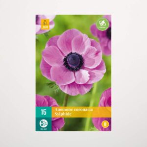 Anemone 'Sylphide' - 15 Knollen