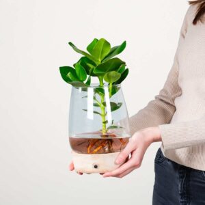 Waterplant Balsamapfel 'Rosea' im Glas mit LED