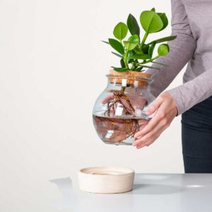 Waterplant Balsamapfel 'Rosea' im Glas mit LED und Korkdeckel