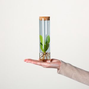 Waterplant Balsamapfel 'Rosea' im Reagenzglas