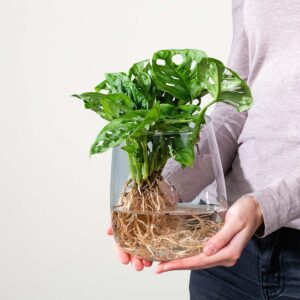 Waterplant Monstera 'Adansonii' im Glas