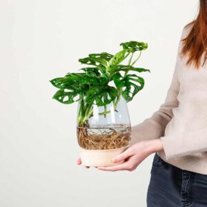 Waterplant Monstera 'Adansonii' im Glas mit LED