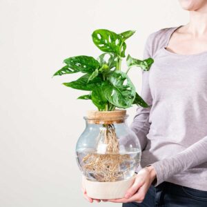 Waterplant Monstera 'Adansonii' im Glas mit LED und Korkdeckel