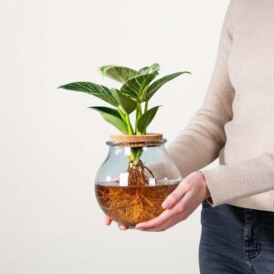 Waterplant Philodendron 'White Wave' im Glas mit Korkdeckel