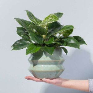 Philodendron 'White Wave'