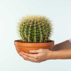 Schwiegermutterstuhl 'Grussoni' XXL