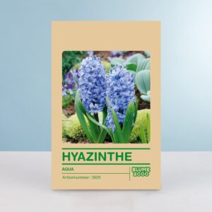 Hyazinthe 'Aqua' - 5 Stück