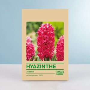 Hyazinthe 'Jan Bos' - 5 Stück