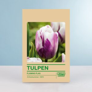 Triumph Tulpe 'Flaming Flag' - 10 Zwiebeln