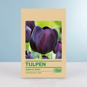 Einfache späte Tulpe 'Queen of Night' - 10 Zwiebeln