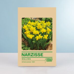 Narzisse 'Tete a Tete' - 5 Stück