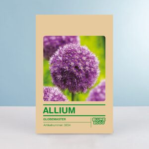 Zierlauch 'Globemaster' - 1 Stück