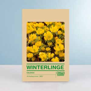 Winterling 'Cilicica' - 15 Stück