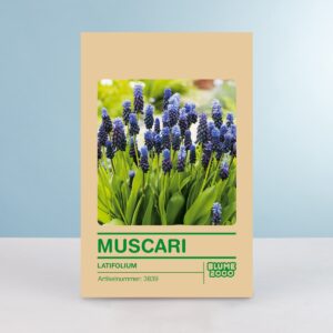 Traubenhyazinthe 'Latifolium' - 15 Stück