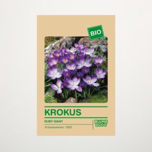 BIO Krokus 'Ruby Giant' - 15 Stück