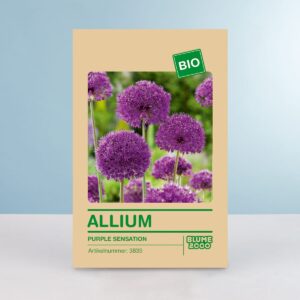 BIO Zierlauch 'Purple Sensation' - 5 Stück