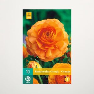 Ranunkel orange - 10 Knollen