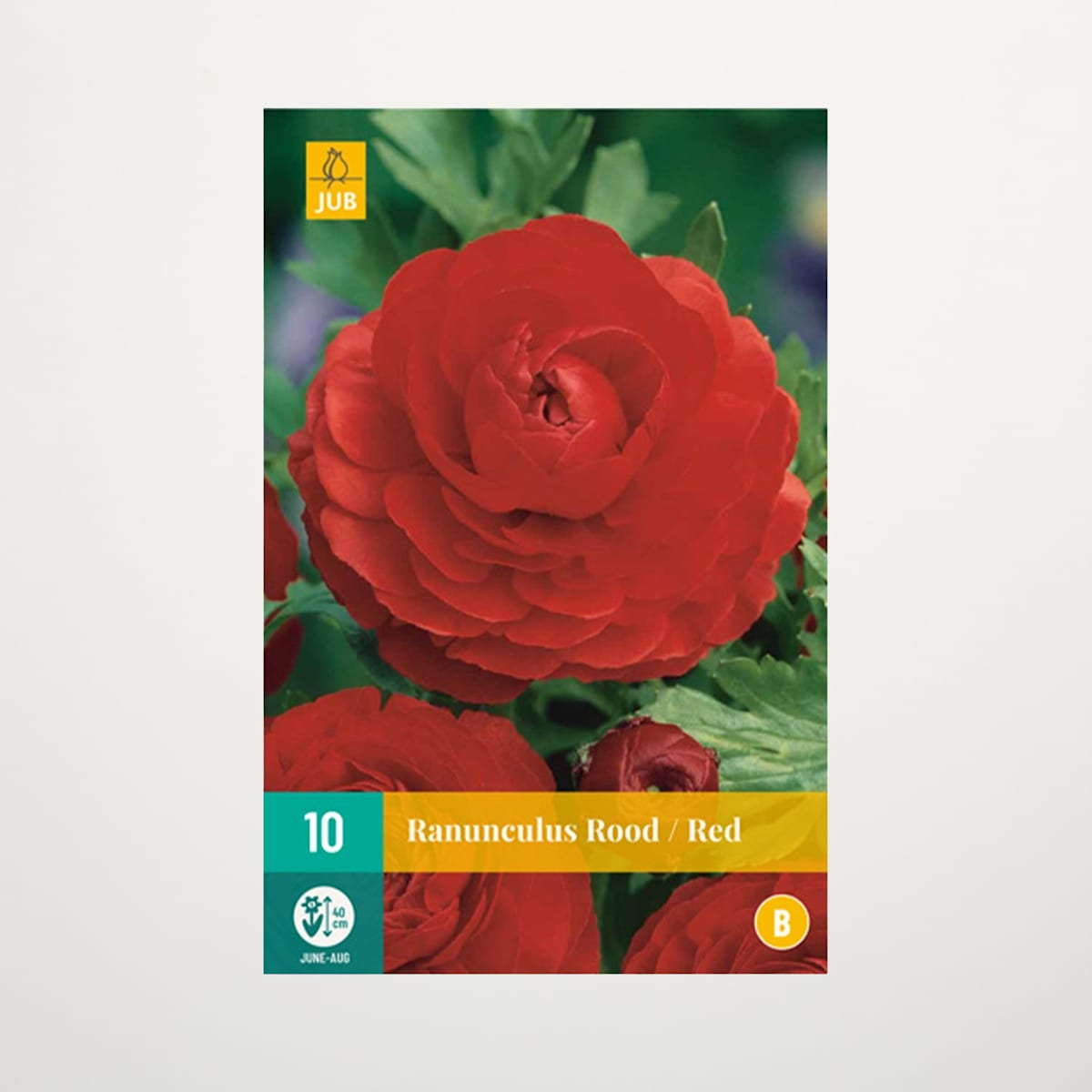 Ranunkel rot - 10 Knollen