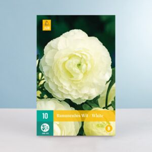 Ranunkel weiß - 10 Knollen