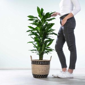 Drachenbaum 'Janet Lind' XL