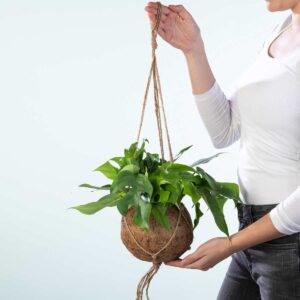 Kokodama 'Monstera Minima' Ampel