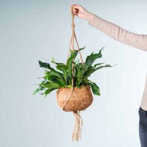 Kokodama 'Platycerium' Ampel