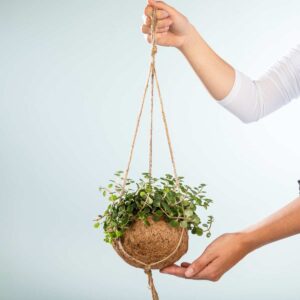 Kokodama 'Sedum Tornado' Ampel