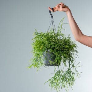 Korallenkaktus 'Cashero'