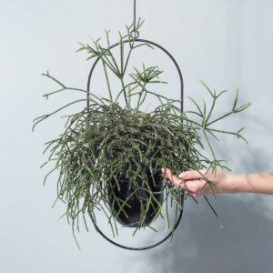 Rhipsalis 'Baccifera'