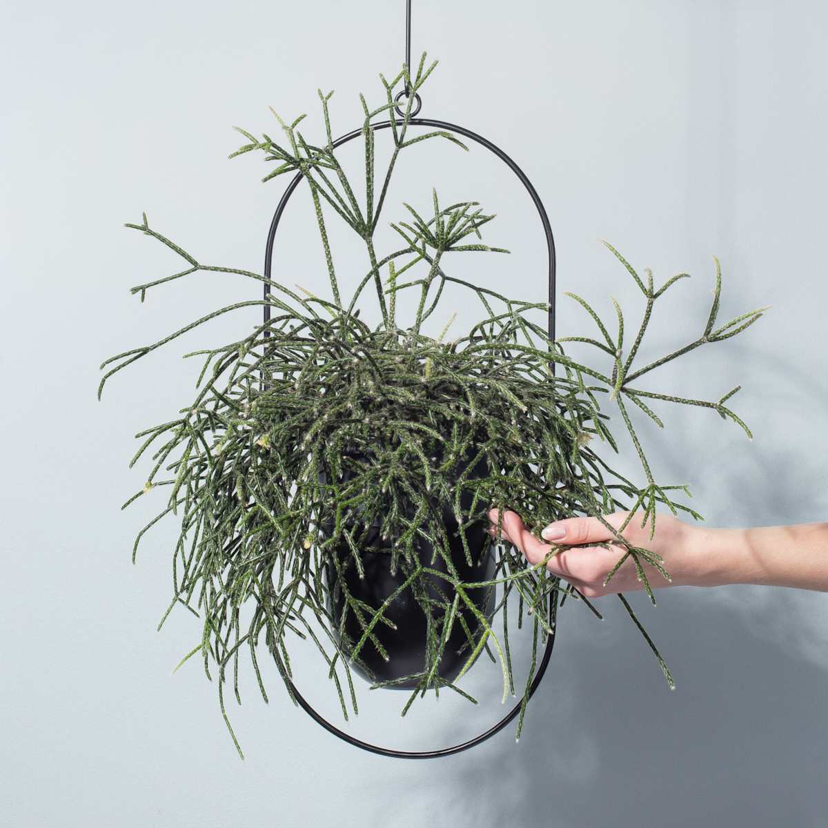 Rhipsalis 'Baccifera'