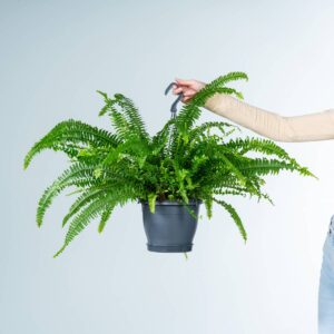 Schwertfarn 'Green Lady' Ampel