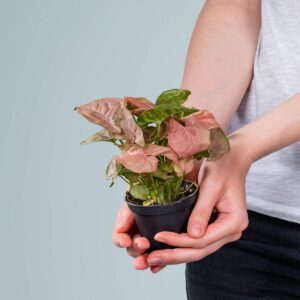 Syngonium 'Neon Robusta'