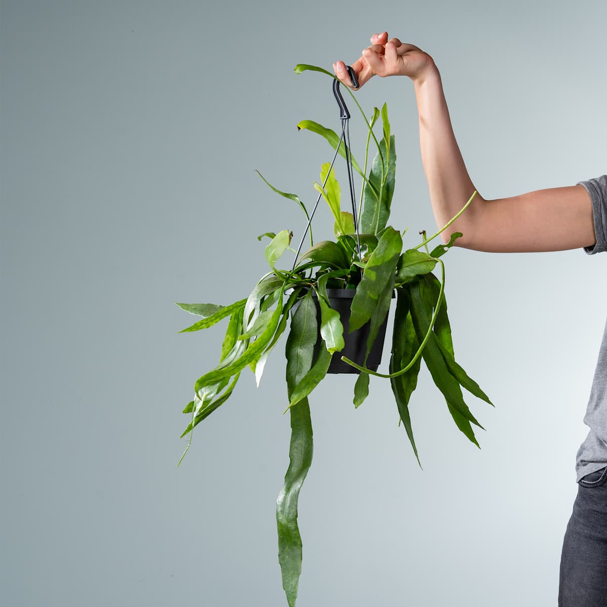 Zwerg-Blattkaktus Ampel