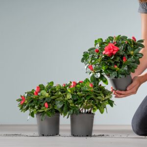 Rote Azalee - 3 Stück