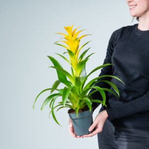 Guzmania 'Suerte Yellow'