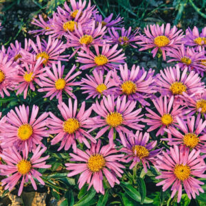 Alpen-Aster Rosa - 3 Stück