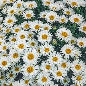 Alpen-Aster Weiß - 3 Stück