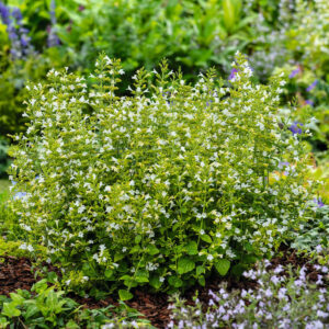 Bergminze - 3 Stück