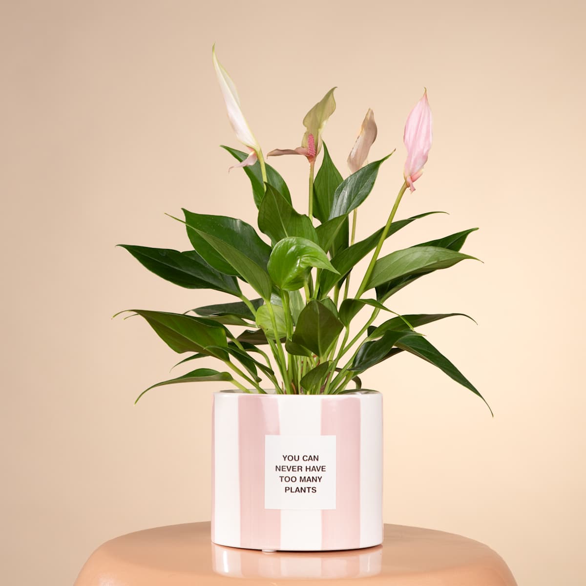 Keramik Übertopf Rosa - 10,5 cm