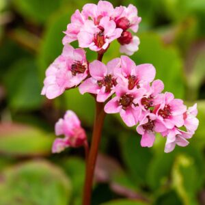 Bergenie 'Cordifolia' - 3 Stück