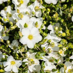 Berg-Sandkraut S - 3 Stück