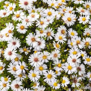 Kissenaster 'Schneekissen' - 3 Stück