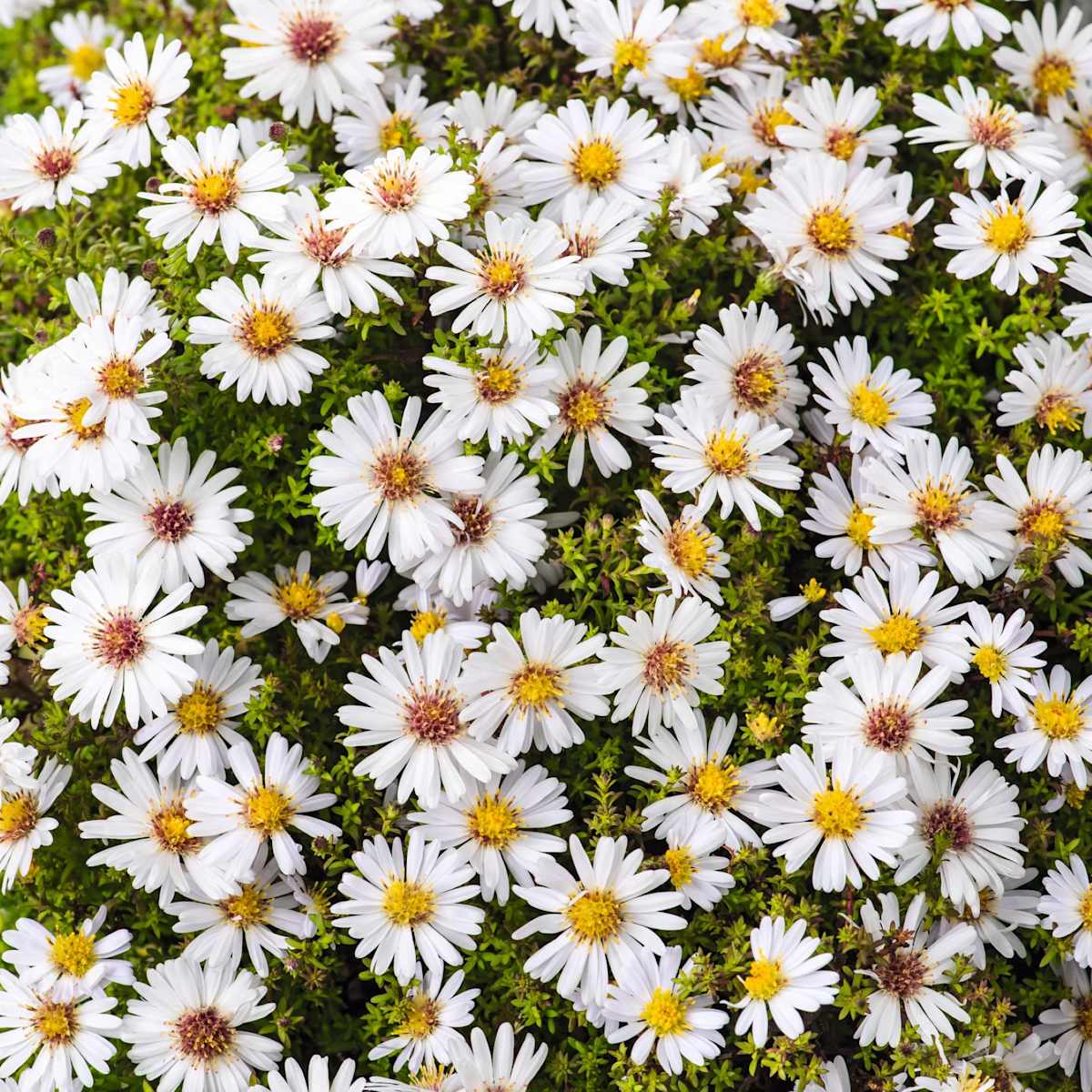 Kissenaster 'Schneekissen' - 3 Stück