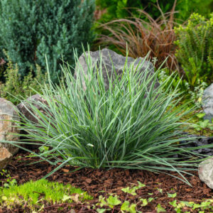 Blaugras 'Greenlee Hybrid' - 3 Stück