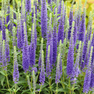 Blauweiderich 'Ulster Dwarf Blue' - 3 Stück