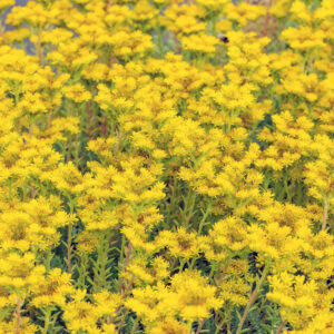 Felsen-Fetthenne - 3 Stück