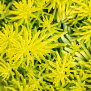 Felsen-Fetthenne 'Angelina' - 3 Stück