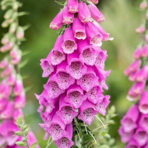 Fingerhut - 3 Stück